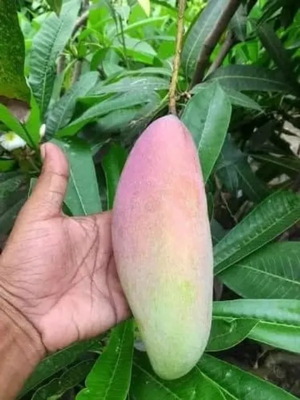 Chiang_Mai_Mango_Grafted_Live_Fruit_Plant