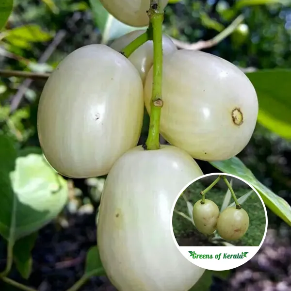 White_Jamun_Fruiting_Live_Plant