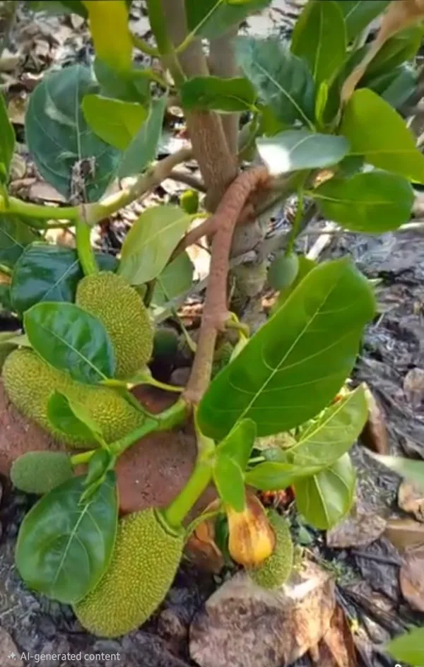 Pink_Jackfruit_Live_Plant_Sapling