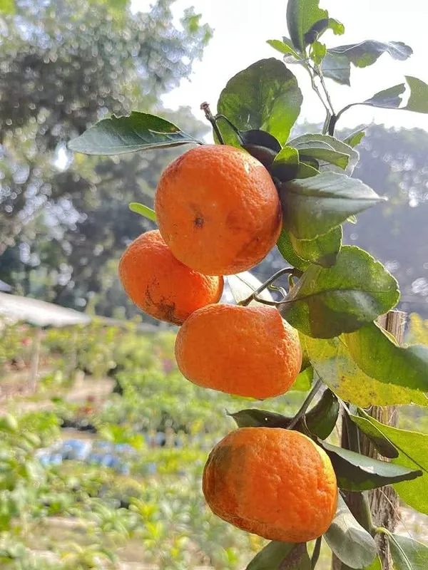 Valencia_Orange_Grafted_Citrus_Live_Plant