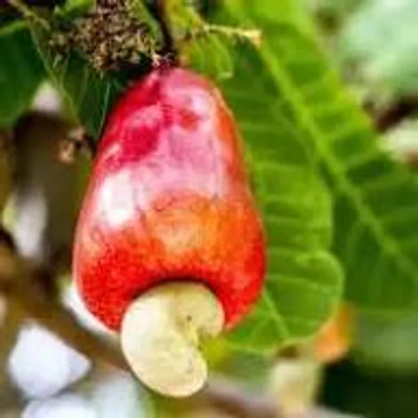 Cashew_Fruiting_Live_Plant