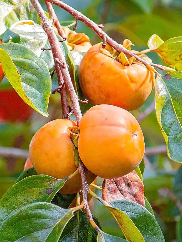Persimmon_Fruiting_Live_Plant