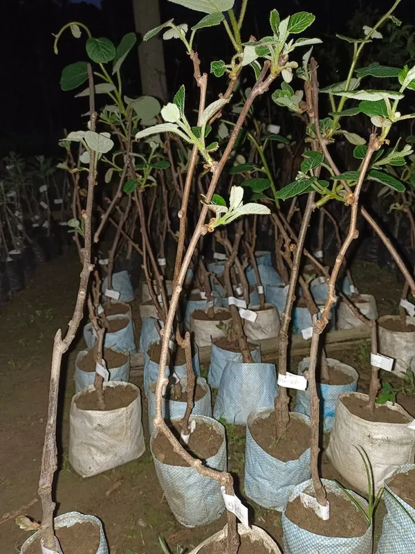 Grafted_Kiwi_Fruit_Plant_Sapling_In_Grow_Bag