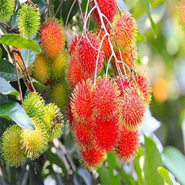 Rambutan_N18_Fruiting_Live_Plant
