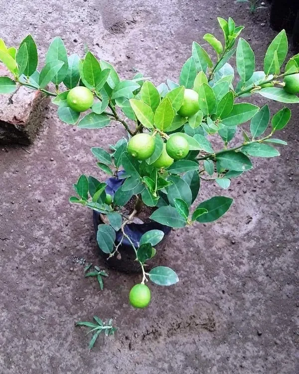 All_Season_Lemon_Citrus_Live_Fruit_Plant