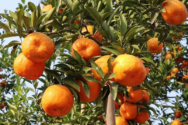 Vutani_Orange_Grafted_Fruit_Bearing_Live_Plant
