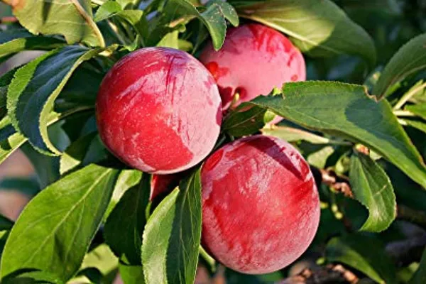 Red_Plum_Grafted_Fruiting_Live_Plant