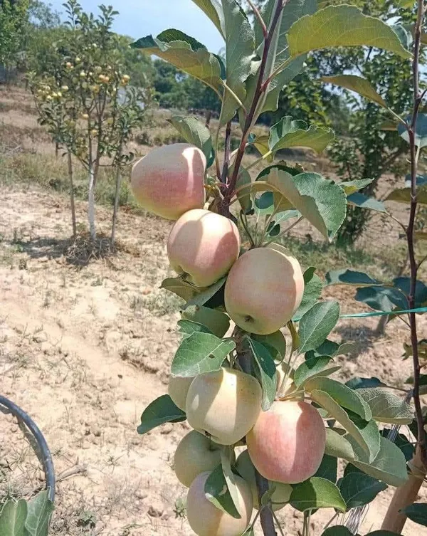 Hrmn_99_Apple_Fruit_Live_Plant_Sapling
