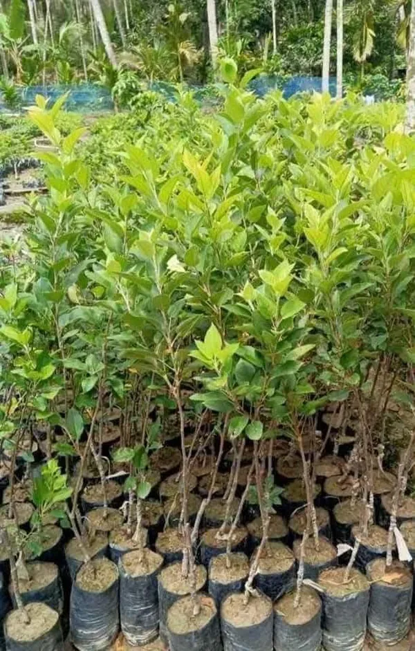 Anna_Apple_Live_Plant_Sapling_In_Nursery_Grow_Bag