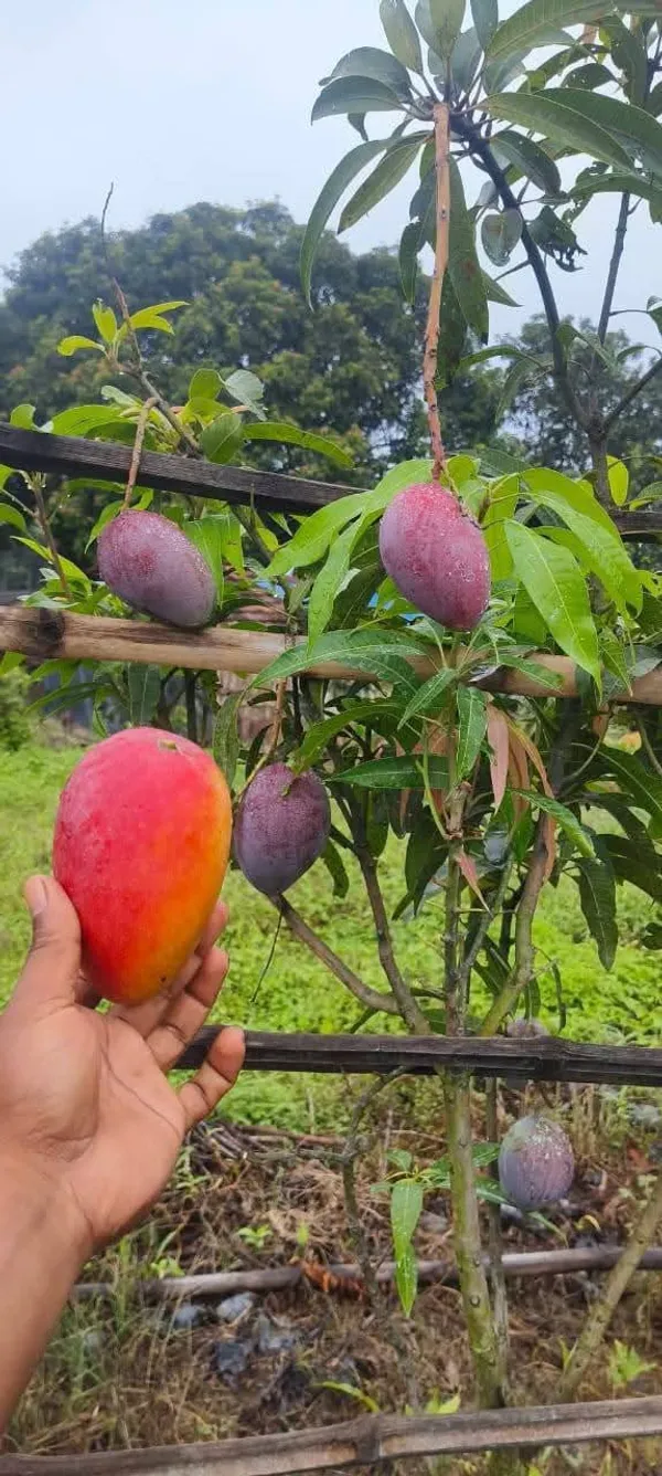 Miyazaki_Mango_Grafted_Live_Plant_Sapling_In_Grow_Bag