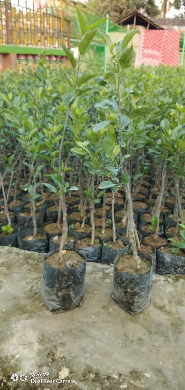 Golden_Apple_Live_Fruit-Bearing_Plant