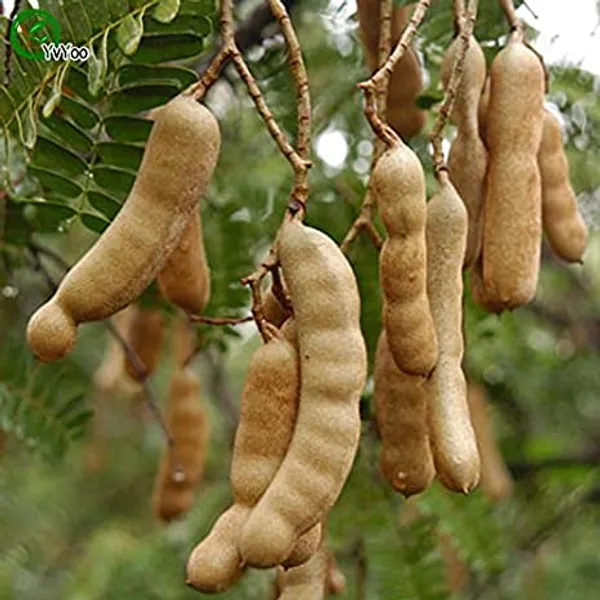 Sweet_Tamarind_Grafted_Live_Plant_In_Grow_Bag