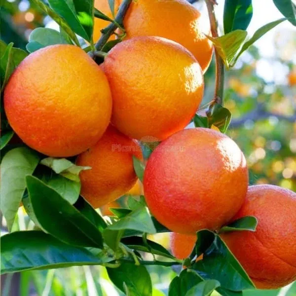 Golden_Mosambi_Citrus_Live_Plant_Sapling