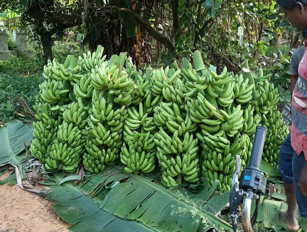 G9_Banana_Live_Plant_Sapling