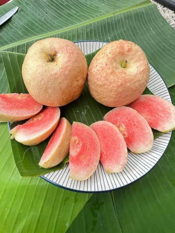 Red_King_Guava_Plant_Sapling_In_Nursery_Bag