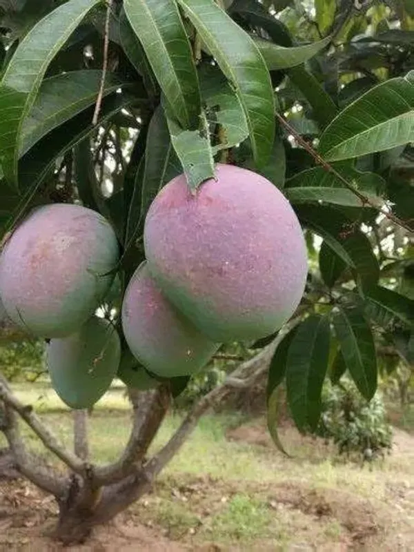R2E2_Mango_Plant_Grafted_live_plant