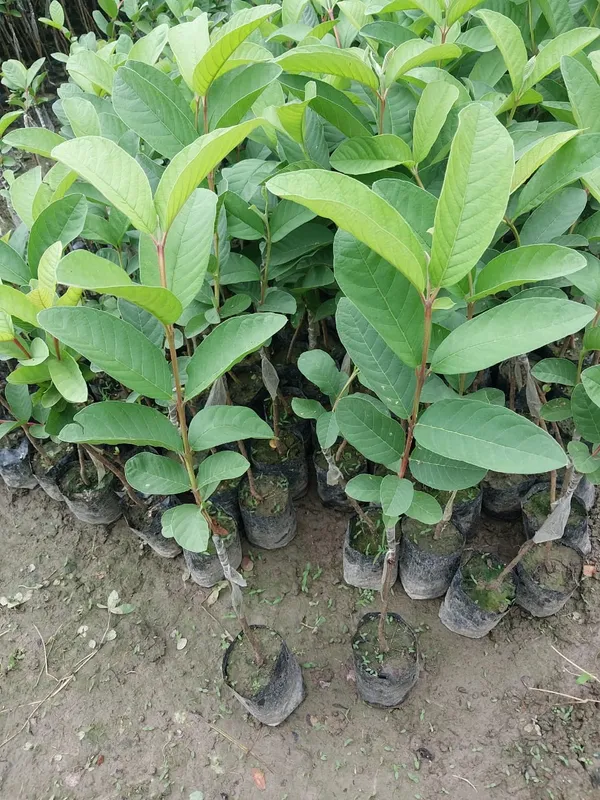 Khaja_Guava_Grafted_Live_Fruit_Plant