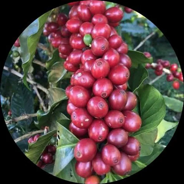 Coffee_Berry_Fruiting_Live_Plant