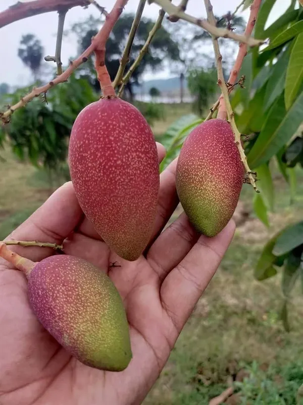 Chakkapat_Mango_Grafted_Live_Plant_For_Garden