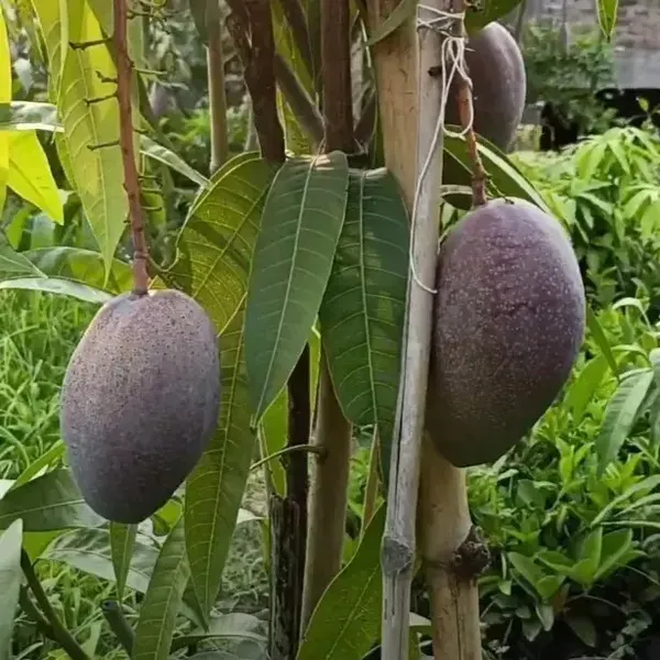 Chakkapat_Mango_Grafted_Live_Plant_For_Garden