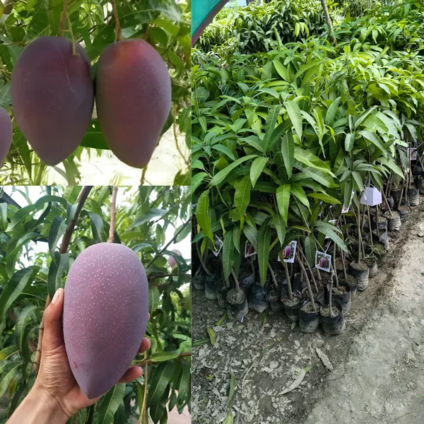 Chakkapat_Mango_Grafted_Live_Plant_For_Garden
