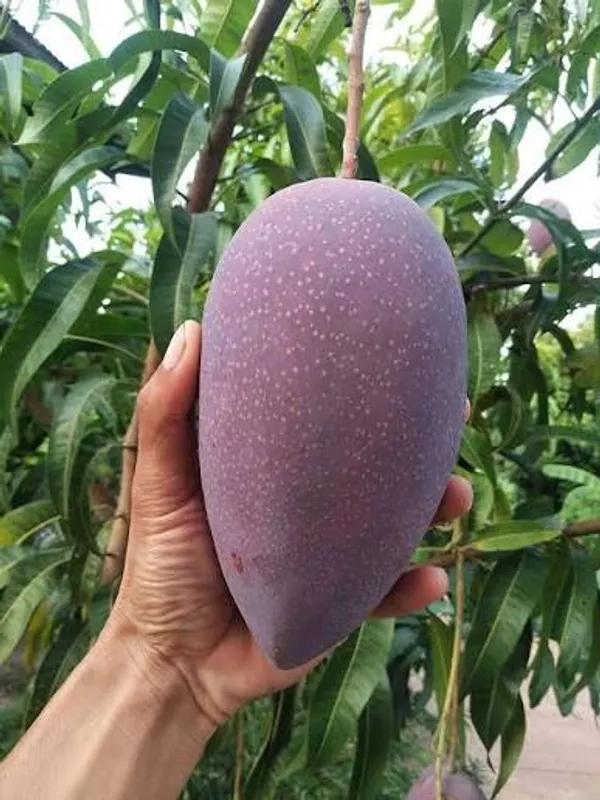 Chakkapat_Mango_Grafted_Live_Plant_For_Garden