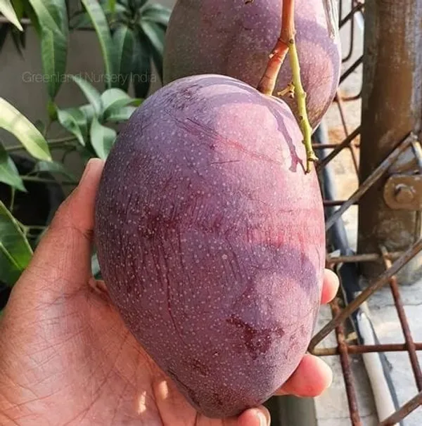 Chakkapat_Mango_Grafted_Live_Plant_For_Garden