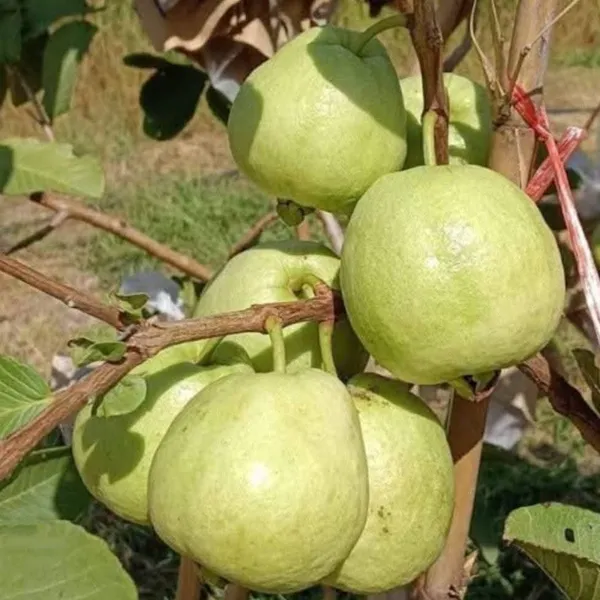 Golden_8_Guava_Grafted_Live_Plant_Sapling