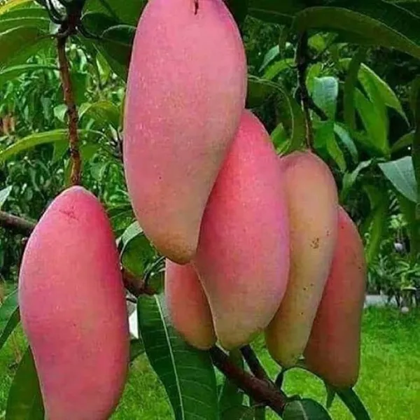Red_Ivori_Mango_plant_grafted_genuine_veruty