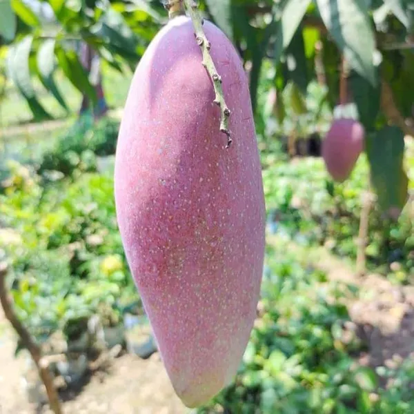 Red_Ivori_Mango_plant_grafted_genuine_veruty