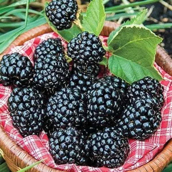 Blackberry_Fruit_Plant_In_Nursery_Grow_Bag