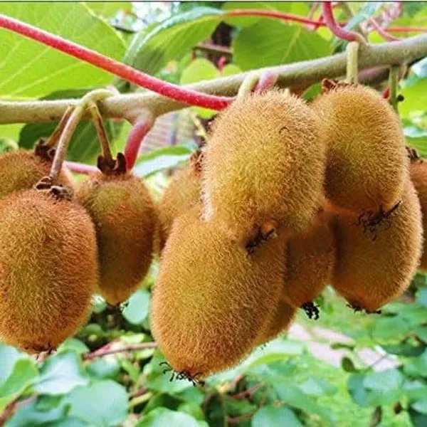 Grafted_Kiwi_Fruit_Plant_Sapling_In_Grow_Bag