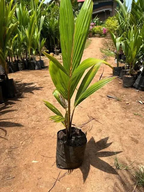 Gangabardhan_Coconut_Palm_Live_Plant_In_Grow_Bag
