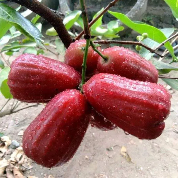 Red_Wax_Apple_Bell_Fruit_Live_Plant