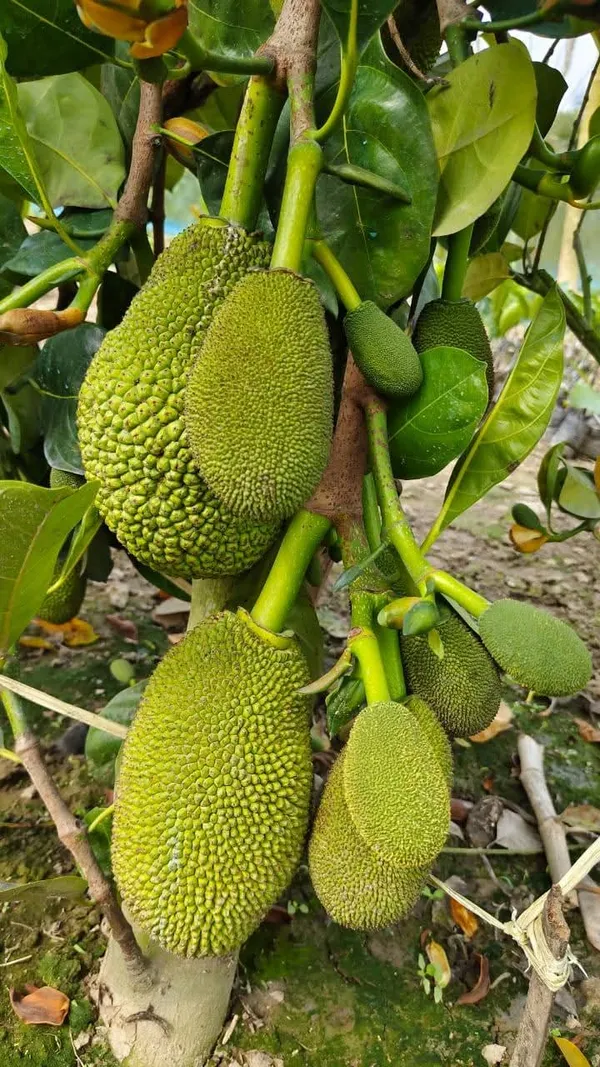 Vietnam_Super_Jackfruit_Grafted_Live_Plant