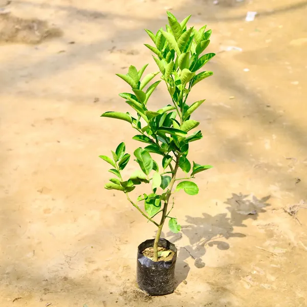 Golden_Mosambi_Citrus_Live_Plant_Sapling