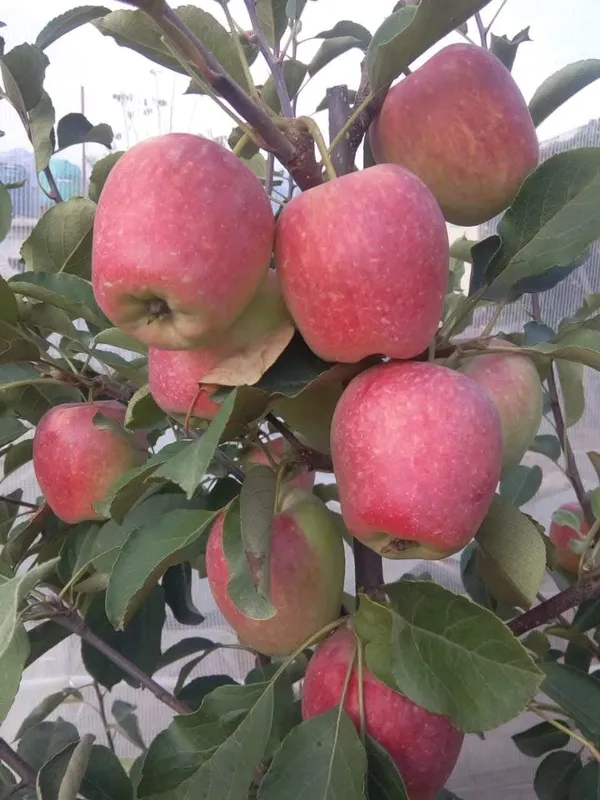 Hrmn_99_Apple_Fruit_Live_Plant_Sapling