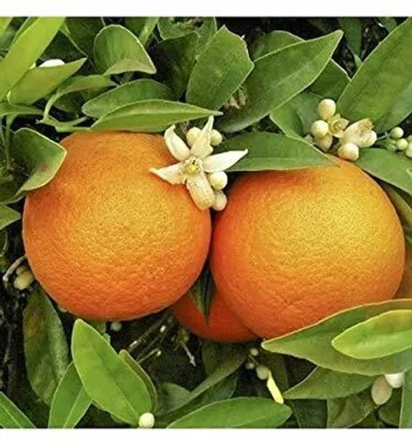 Golden_Mosambi_Citrus_Live_Plant_Sapling