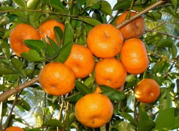 Sweet_Mandarin_Orange_Grafted_Fruit_Bearing_Live_Plant