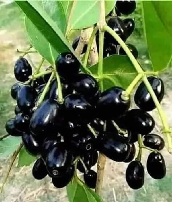 Black_Jamun_Fruit_Plant_Sapling_In_Grow_Bag