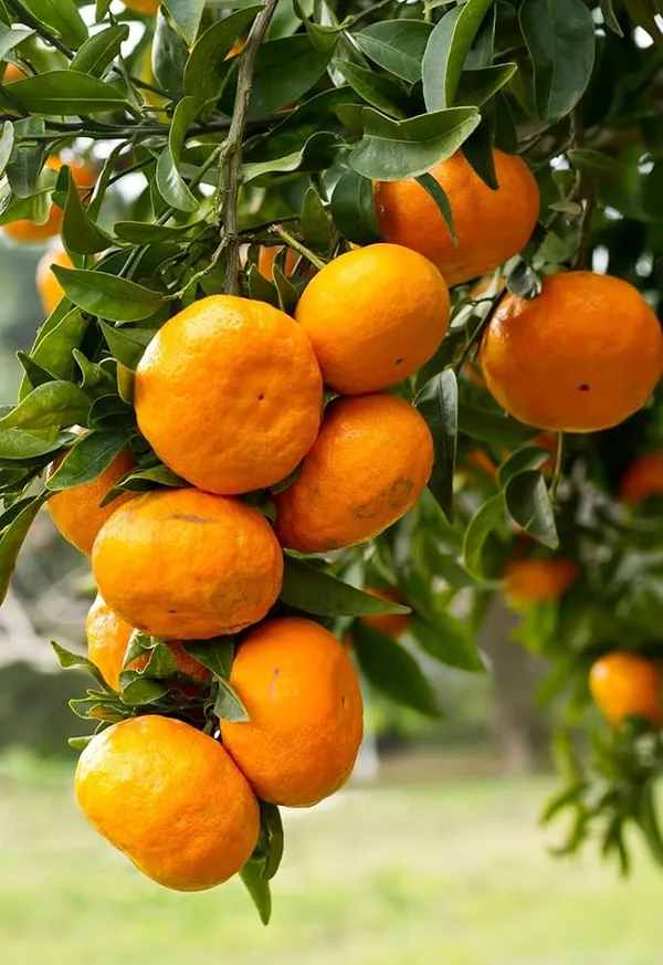 Thai_Orange_Grafted_Fruit_Bearing_Live_Plant