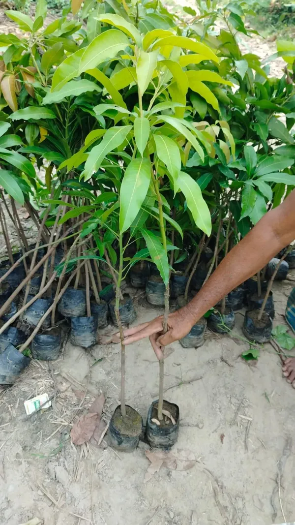 Himsagar_Mango_Grafted_Live_Plant_For_Garden