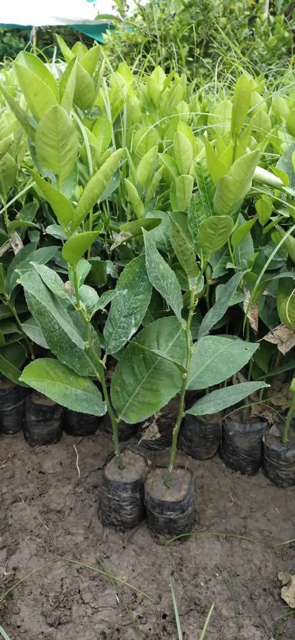 Thai_Lemon_Grafted_Live_Plant_Sapling_In_Grow_Bag