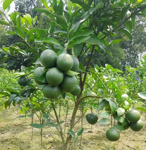 Malta_Citrus_Live_Fruit_Plant_Sapling