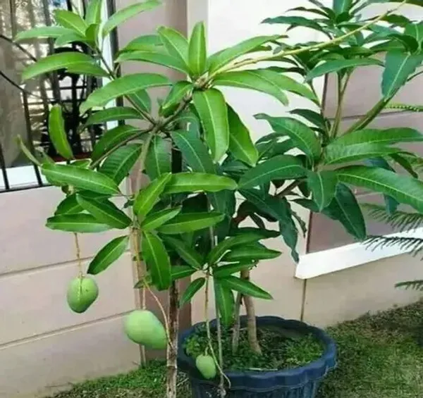 Thai_All_Time_Bari11_Mango_grafted_live_plant