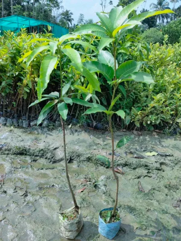 Thai_All_Time_Bari11_Mango_grafted_live_plant