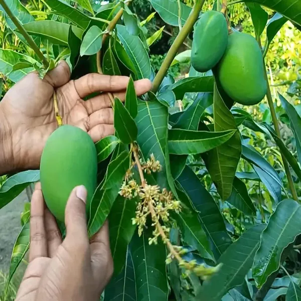 Thai_All_Time_Bari11_Mango_grafted_live_plant