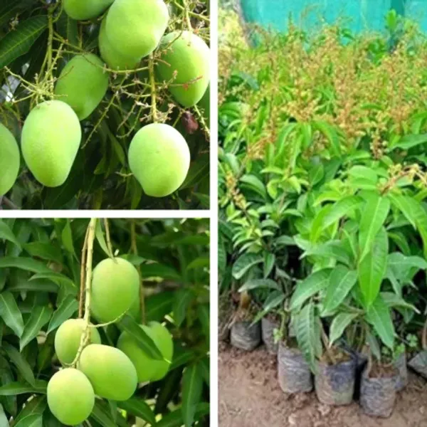 Thai_All_Time_Sadabar_Mango_grafted_live_plant