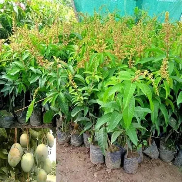 Thai_All_Time_Sadabar_Mango_grafted_live_plant