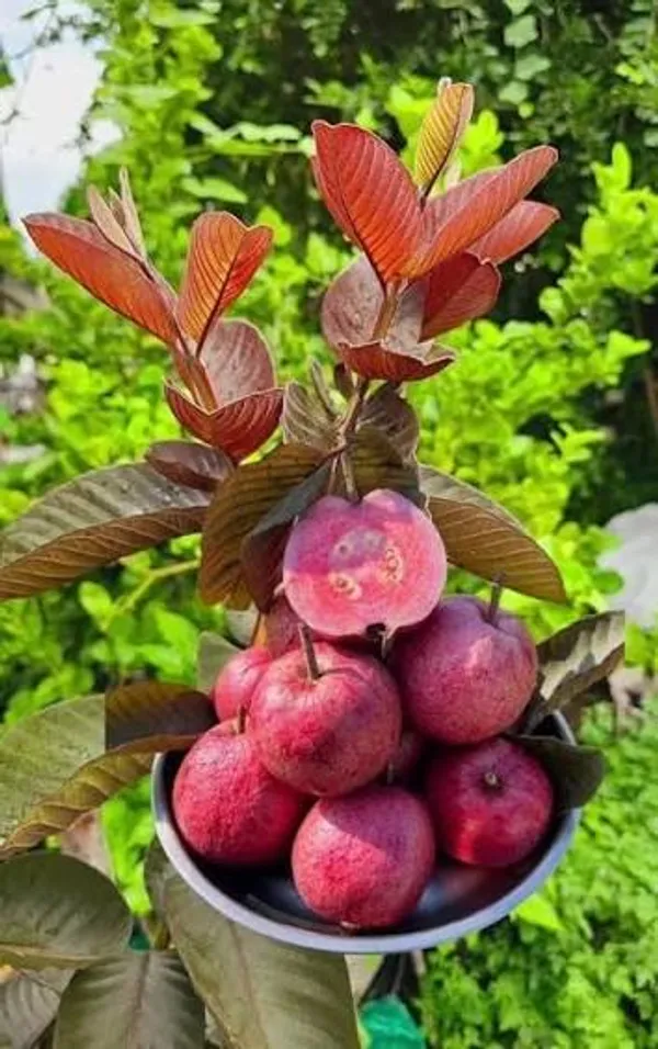 Thai_exotic_Black_Dimond_Guava_live_plant